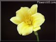 daylily flower picture