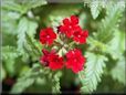 verbena flower picture