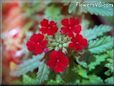verbena flower picture