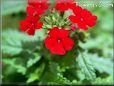 verbena flowers picture
