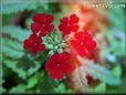 verbena flower picture