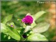 gomphrena flower