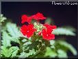 verbena flower photo