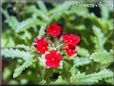 verbena flower photos