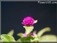 gomphrena pictures