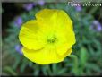 poppy flower picture