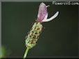 lavender flower picture