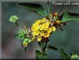 yellow lantana