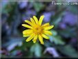 euryops flowers