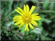 euryops flower picture