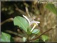 honeysuckle