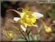 columbine