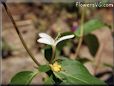 honeysuckle flower picture