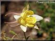 yellow columbine