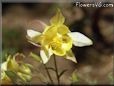 columbine flower picture
