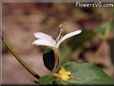 honeysuckle vine pictures