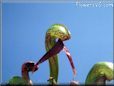 carnivorous plant