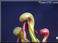 carnivorous picture plant