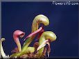 carnivorous flower photos