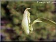 pitcher plants