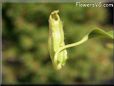 tropical pitcher plant picture