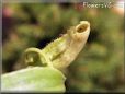 tropical pitcher plant picture