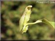 tropical pitcher plant picture