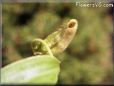 tropical pitcher plant picture