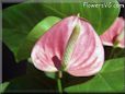 anthurium picture