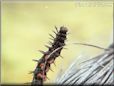 caterpillar butterfly