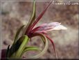 airplant