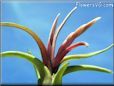 tillandsia flower picture