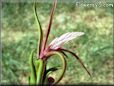 tillandsia flower photo