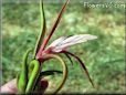 tillandsia flower pictures