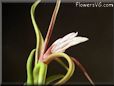 tillandsia flower photos