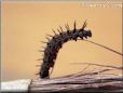 caterpillar worm