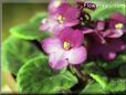 african violet flower picture