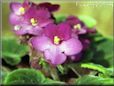 african violet flower picture