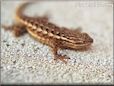 new mexico lizard  pictures