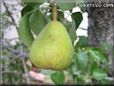 pear fruit tree pictures