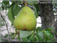 pear tree fruit picture