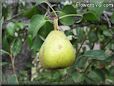 pear tree fruit pictures