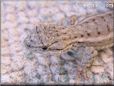 lizard picture