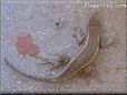 lizard picture