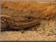 lizard picture