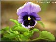 pansy