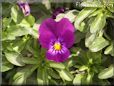 purple pansy