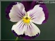 pansy flower