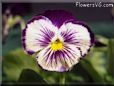 pansy flower picture