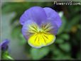 pansy photograph